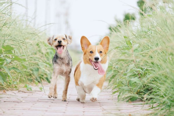 How to Ensure Proper Social Distancing for Your Dog During Walks?